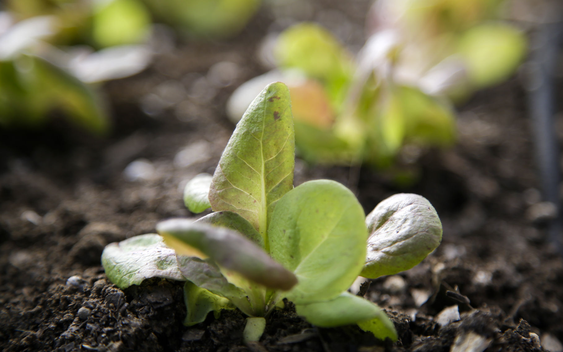 Ready to start growing vegetables? Start seeds indoors
